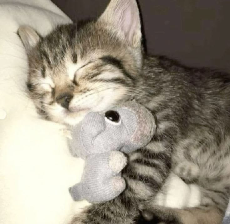 Petit chat qui dort avec son doudou éléphant