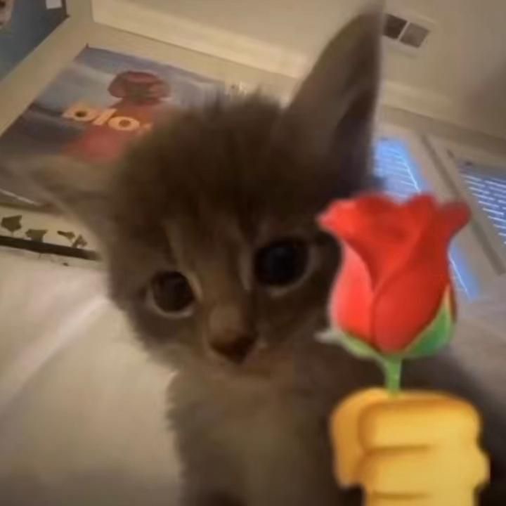 Petit chat avec une rose